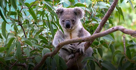 Koala | San Diego Zoo Institute for Conservation Research