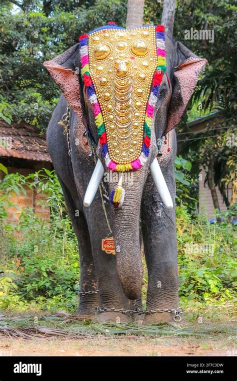 elephant in kerala temple festival Stock Photo - Alamy