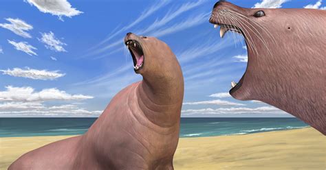 Ancient walrus made do without tusks - CBS News