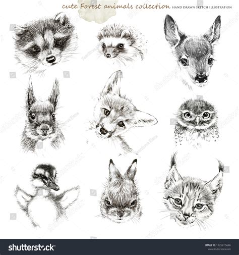 Pencil Drawing Fox: Over 2,154 Royalty-Free Licensable Stock ...