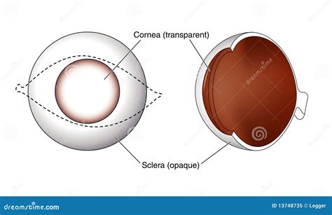 Cornea And Sclera Of The Eye Royalty Free Stock Photo - Image: 13748735