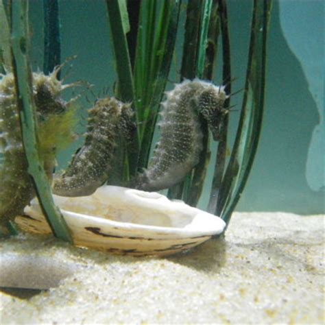 Seahorse breeding programme - Anglesey Sea Zoo