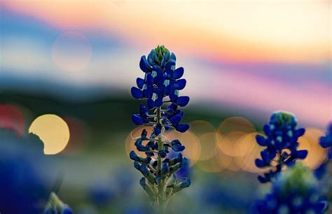 Where to See Bluebonnets & Wildflowers Near Austin, TX | Austin Insider Blog