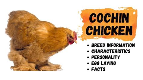 Cochin Chicken Breed Information - Temperament, Egg Laying & Characteristics