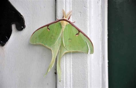 Luna Moth Facts For Kids 2023: Appearance, Habitat, Lifecycle