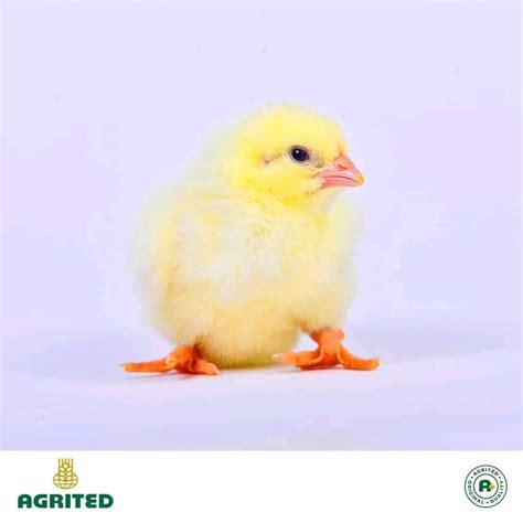 Quality Day Old Chicks Available - Agriculture - Nigeria