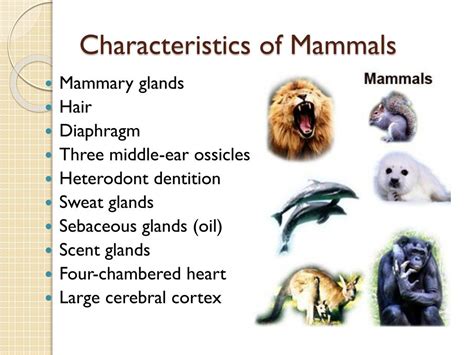 PPT - Mammals!!! PowerPoint Presentation, free download - ID:1938784