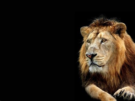 Lion Wallpapers | 3D Wallpaper | Nature Wallpaper | Free Download Wallpaper