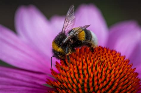 Bumblebee, Insect, Macro, Nature Free Stock Photo - Public Domain Pictures