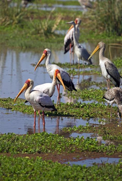 African White Stork stock image. Image of group, migrating - 97162407