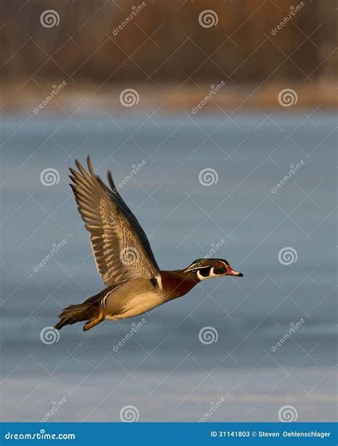 Flying Wood Duck stock image. Image of wood, brilliant - 31141803