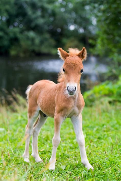 Mini caballo imagen de archivo. Imagen de caballo, potro - 29379423