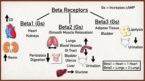 Beta Adrenergic Receptor Types, Function, Location, and Stimulation ...