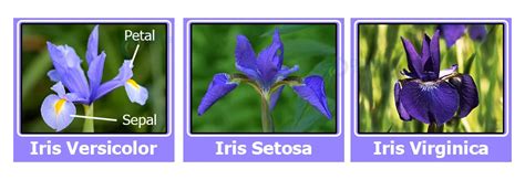 Iris Flower Classification Project using Machine Learning - DataFlair