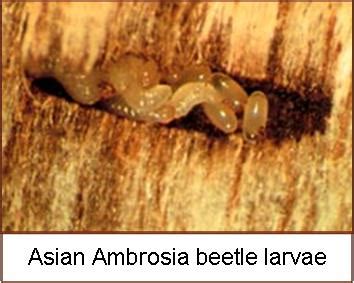 Asian-ambrosia-beetle-larvae-TN chapter | The American Chestnut Foundation