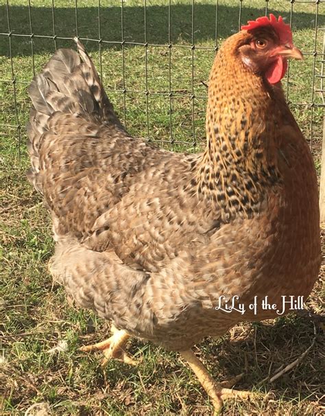 German Crele Bielefelder Hatching Eggs - Lily of the Hill Farm