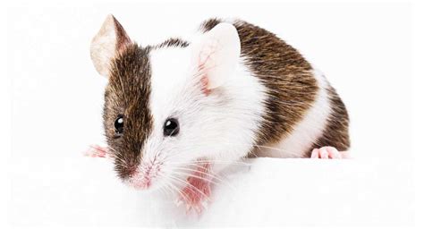 Pet Mice - A Complete Guide To Mice and Mouse Care