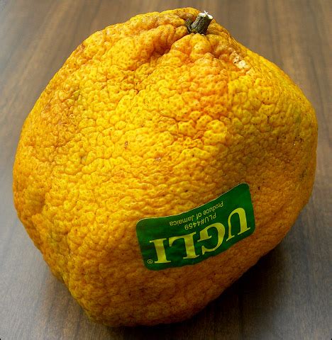 justcooking.in - Food Dictionary - Fruits - Ugli Fruit