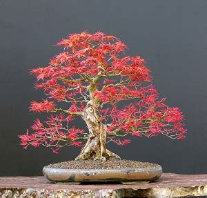 Japanese Red Maple Bonsai - Species Guide