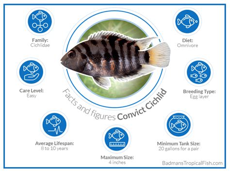 Convict Cichlid: The Best Aggressive Fish for Beginners