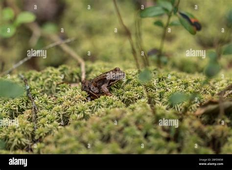 Small frog near hiking trails Nuuksio National Park, Finland, a popular ...