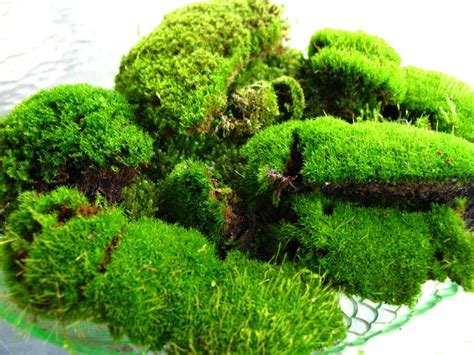 moss types - Google Search | Types of moss, Moss garden, Growing moss