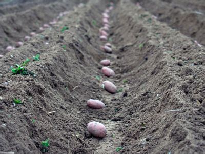 Potato Spacing In Rows | Enreporter