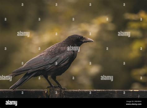 Raven (Corvus corax Stock Photo - Alamy