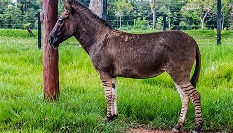 Zebra Horse Donkey Hybrid