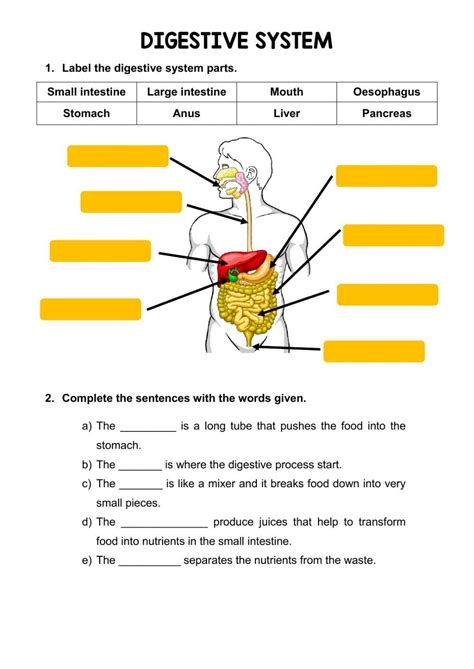 Functions Of The Digestive System Worksheet