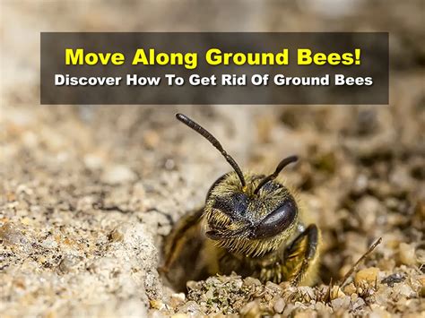 Move Along Ground Bees! Discover How To Get Rid Of Ground Bees - Easy ...