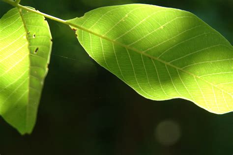 walnut leaves Free Photo Download | FreeImages