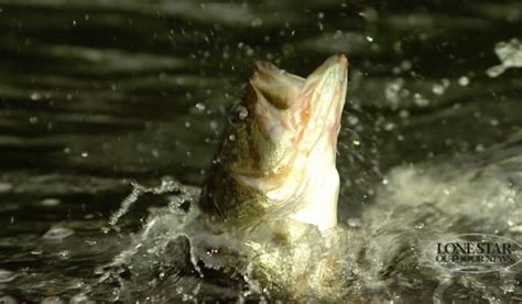 Texas bass spawning, not spawning on Sam Rayburn