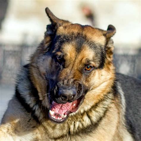 Mean German Shepherd