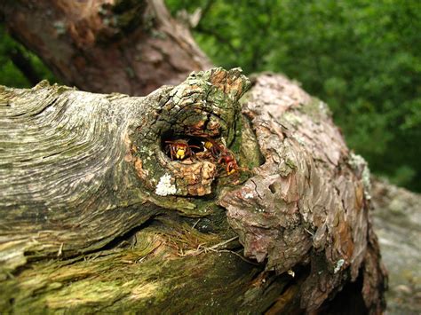 Free Images : nature, wood, leaf, flower, trunk, wildlife, green, flora ...