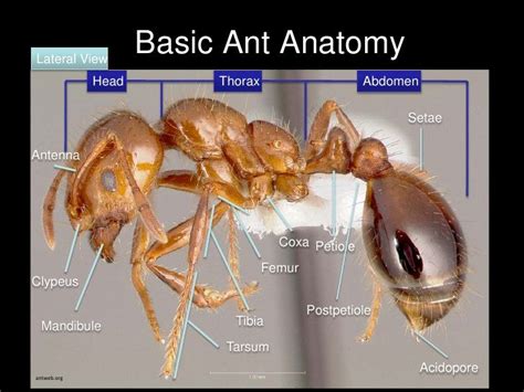 Pin su Ant Anatomy