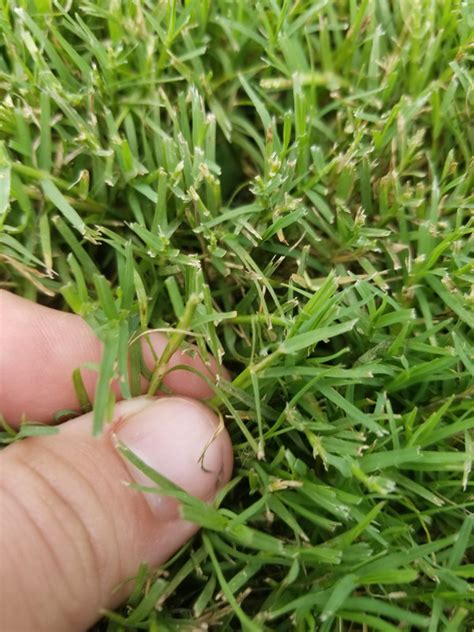 Bermuda Grass Close Up - Inter disciplina