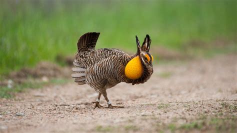 The Fight to Save a Prairie Chicken - The New York Times