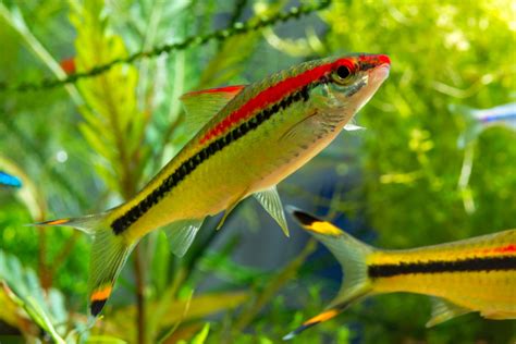 A guide to Red lined torpedo barb (Dawkinsia denisoni) - Practical Fishkeeping