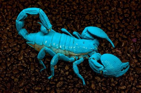 The Emperor scorpion, Pandinus imperator, glowing under blacklight. These are impressively large ...