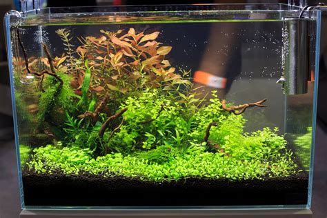 Top 8 Best Rimless Aquarium (2024 Complete Buyer's Guide)