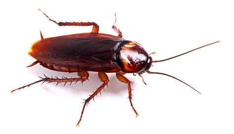 Types of Cockroaches – Frontline Pest Management