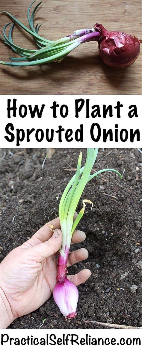 Planting Sprouted Onions | Onion Garden Tips