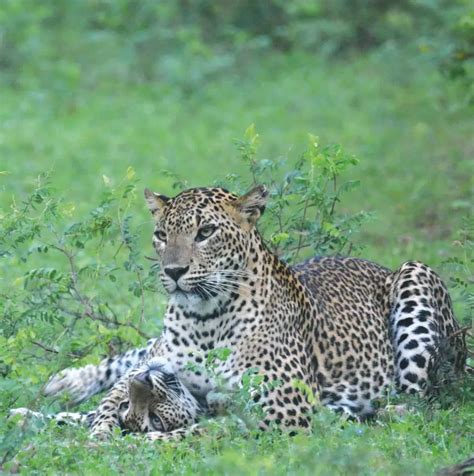 Sri Lanka: The Land of the Leopard - Explore Sri Lanka