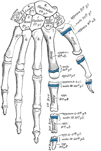 Hand Growth Plates