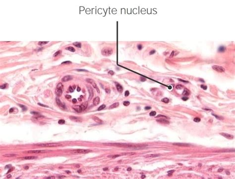 Capillaries: Histology | Concise Medical Knowledge