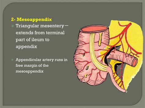 PPT - The peritoneum PowerPoint Presentation, free download - ID:1785134