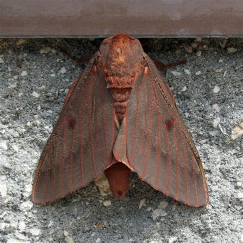 Pine-devil Moth Citheronia sepulcralis Grote & Robinson, 1865 | Butterflies and Moths of North ...