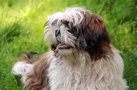 Top 8 Shaggy Dog Breeds — Pet Central by Chewy