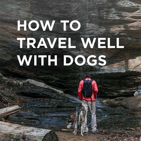 How to Travel with a Dog - Essential Dog Travel Tips